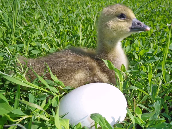 The small goose with egg on a green grass — Stock Photo, Image
