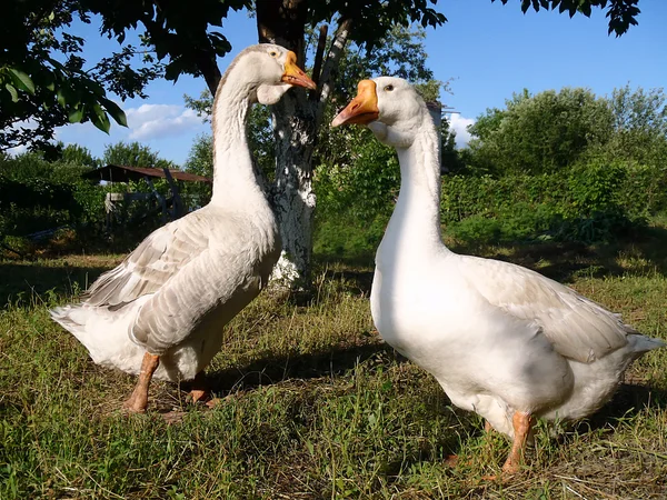 Two geese on a farm — Stock Photo, Image
