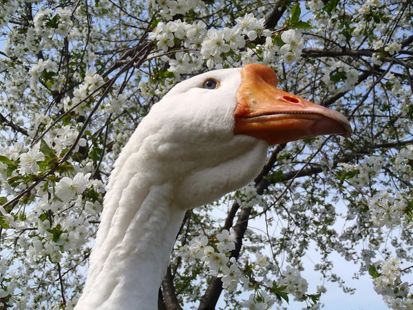 The white goose on the background of blooming cherry — Stock Photo, Image
