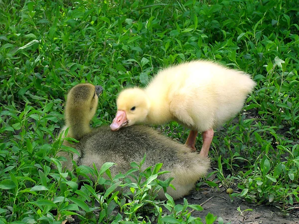 Small gooses on a green grass — Stock Photo, Image