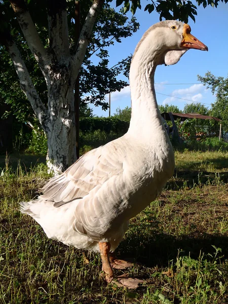 Goose on a farm closeup — Stock Photo, Image