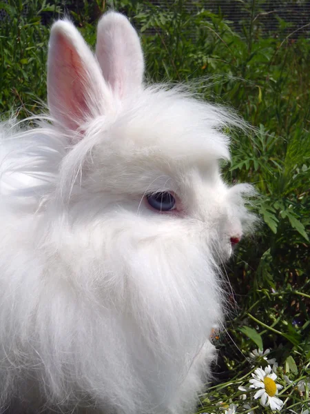 White Angora rabbit — Stock Photo, Image