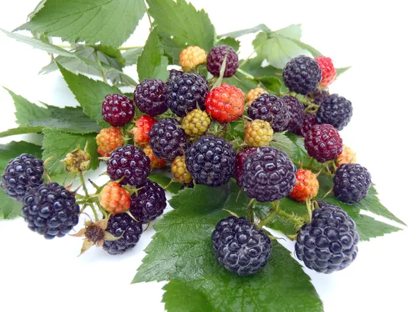 Still life with a BlackBerry closeup — Stock Photo, Image