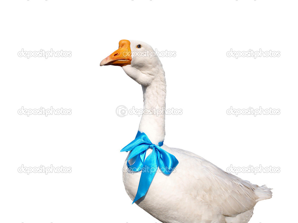 White goose with a blue bow