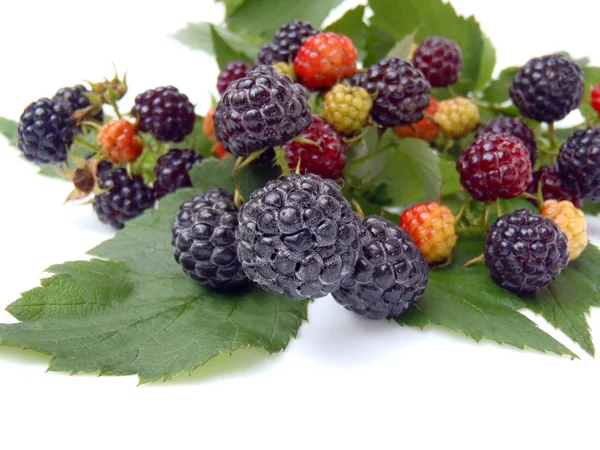 Moras jugosas — Foto de Stock