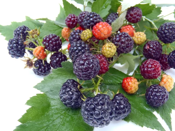 Still life with a BlackBerry closeup — Stock Photo, Image