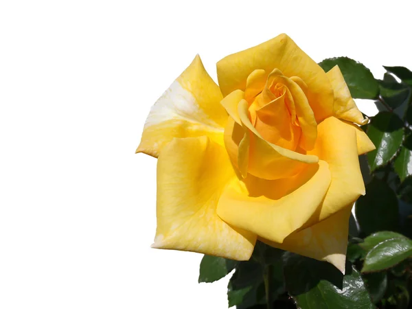Rosa amarela sobre um fundo branco — Fotografia de Stock