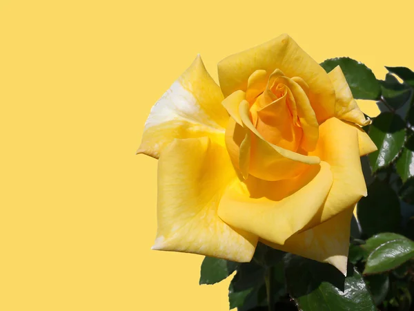 Rosa amarela sobre um fundo amarelo — Fotografia de Stock