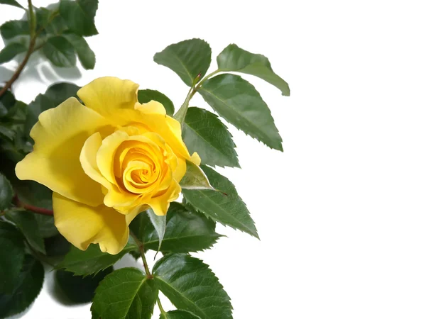 Rosa amarela sobre um fundo branco — Fotografia de Stock