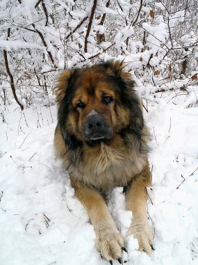 Kafkas çoban köpeği karda.