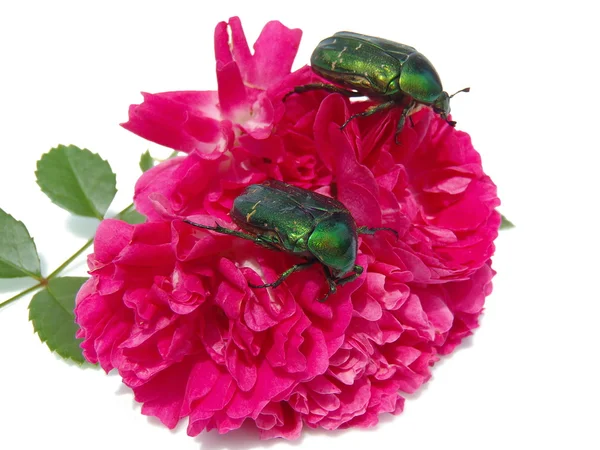 Two bugs of Cetonia aurata on a rose. — Stock Photo, Image