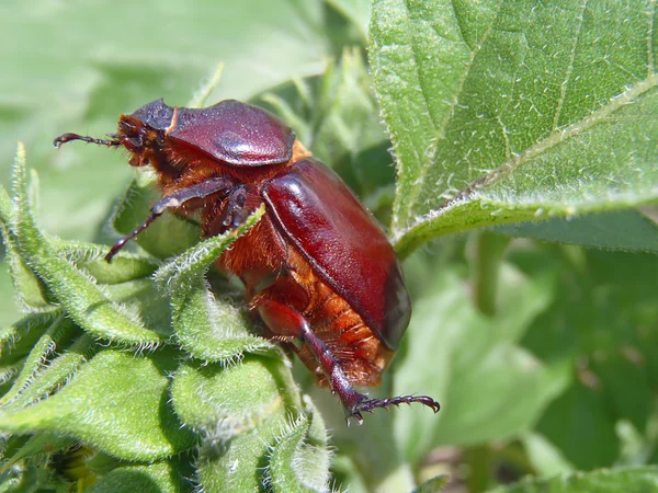 Besouro de unicórnio em um girassol, macro . — Fotografia de Stock