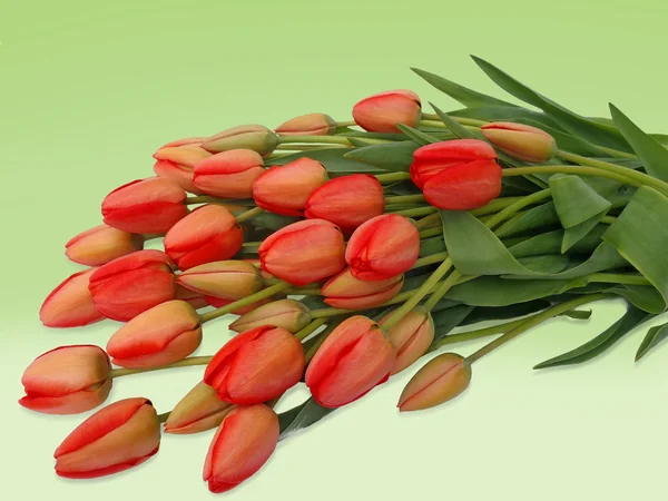绿色背景上的红色郁金香花束 — 图库照片