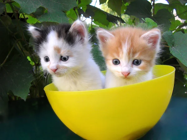 Два маленьких котенка в желтой миске — стоковое фото