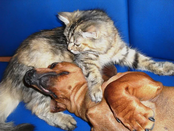 Gato gris esponjoso y salchicha roja —  Fotos de Stock