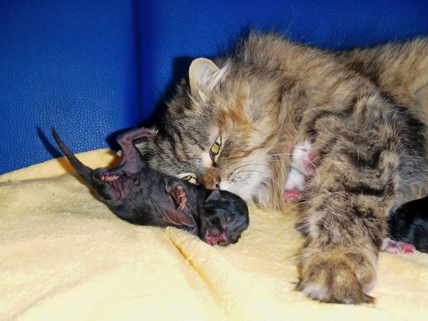 Gato con los gatitos pequeños — Foto de Stock