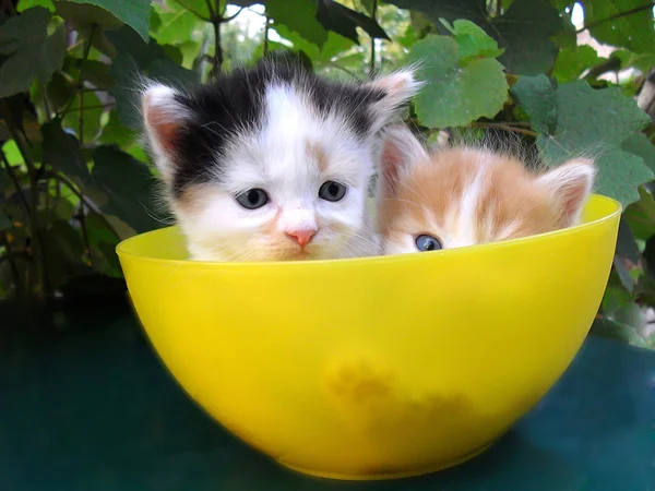 Zwei kleine Kätzchen in einer gelben Schüssel — Stockfoto