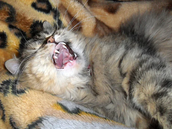 蓬松的灰猫度假 — 图库照片