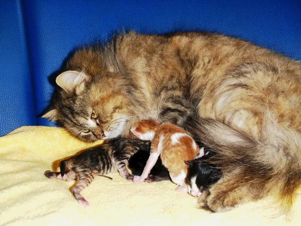 Katt med små kattungar — Stockfoto