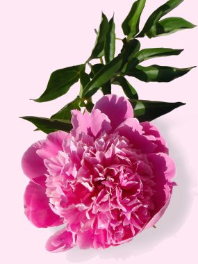 Pembe bir arka plan üzerinde pembe Şakayık makro.