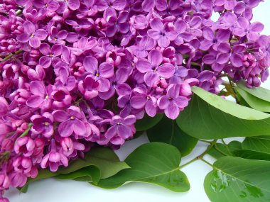 Leylak dalı yeşil yaprakları ile