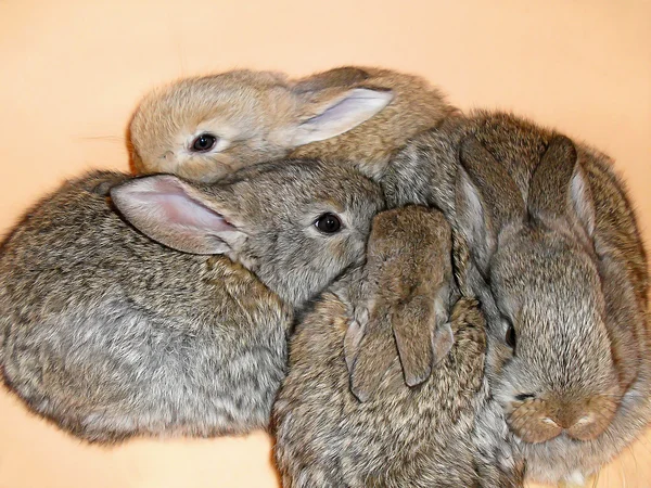 Dört küçük gri tavşan — Stok fotoğraf