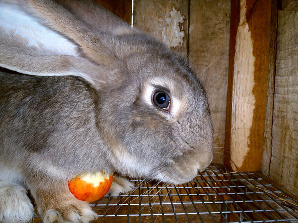 Gray rabbit with apple