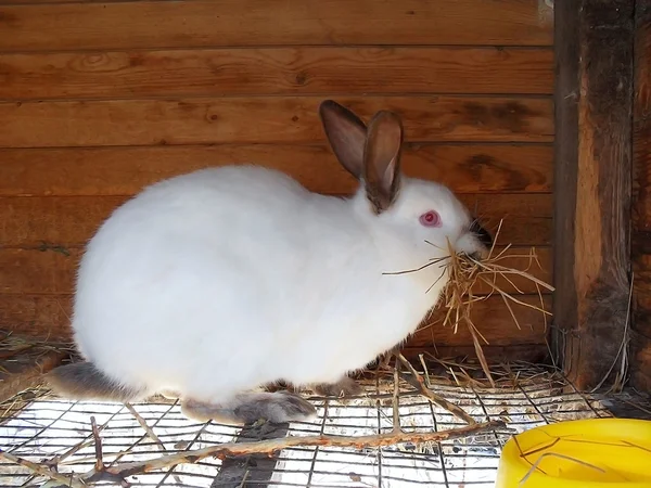 Вагітна кролик робить гніздо для дітей — стокове фото
