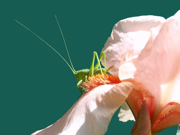 Green grasshopper on a peach iris, macro. — Stock Photo, Image