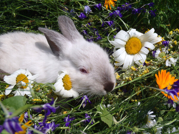 Small white rabbit in wild flowers closeup