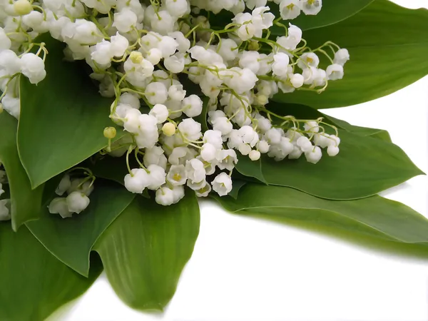 A bouquet of lilies of the valley on a white background — Stock Photo, Image