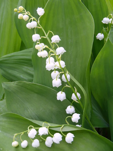 Gentle lilies of the valley with green leaves — Stock Photo, Image