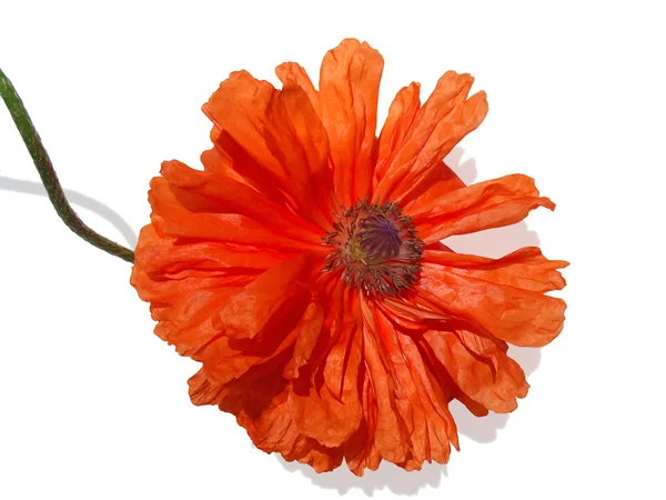 Rode papaver op een witte achtergrond — Stockfoto