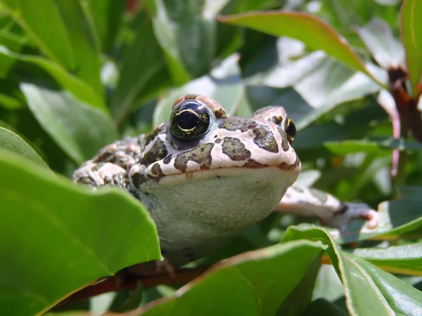 Green toad (Pseudepidalea viridis) in an ambush, macro. — Stock Photo, Image