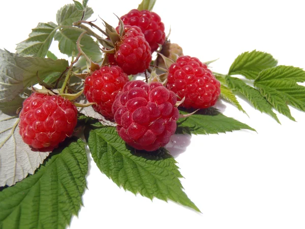 Ripe raspberry with green leaves — Stock Photo, Image