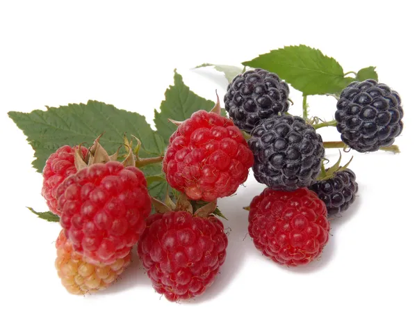 Still life with a blackberry and raspberry — Stock Photo, Image