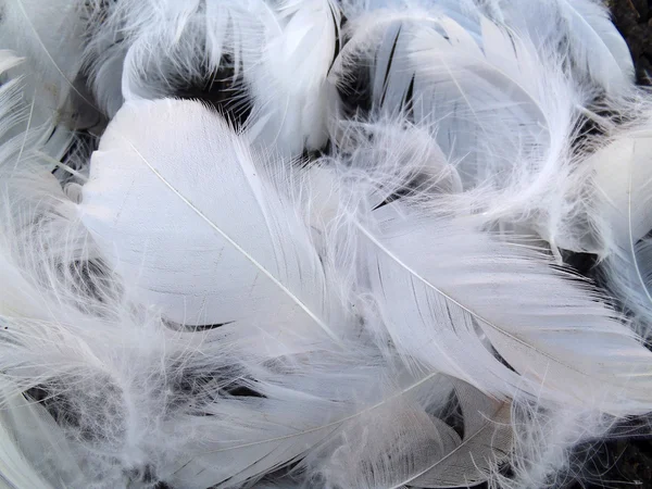 Белые перья на черном — стоковое фото
