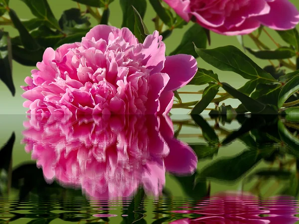 Pink peony in water, macro. — Stock Photo, Image