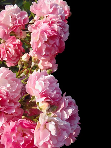 黒い背景にピンクのバラ — ストック写真