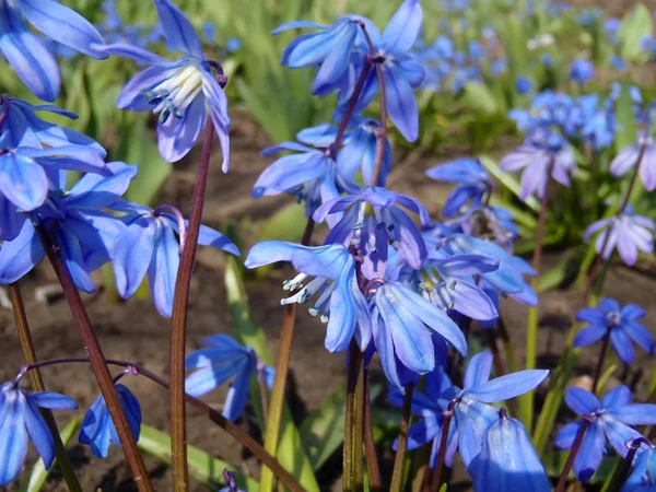 Les clairières bleues au printemps, macro . — Photo