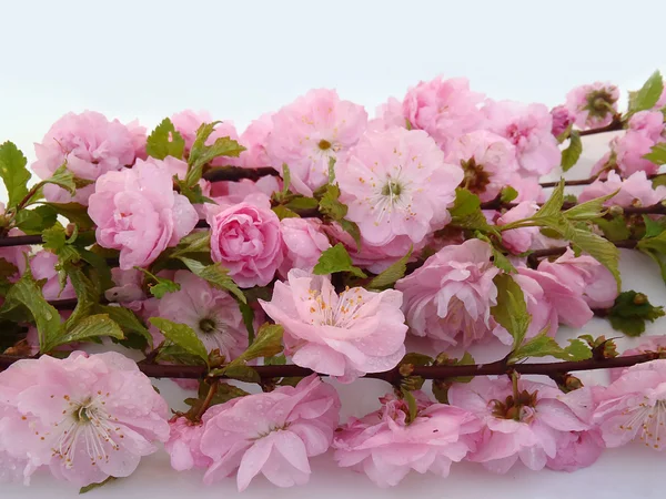 Mavi arka planda pembe çiçekler