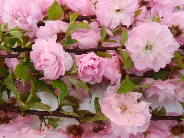 Ροζ λουλούδια για υποκαταστήματα — Φωτογραφία Αρχείου