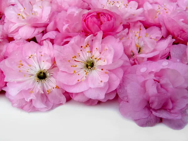 Gentle pink flowers closeup — Stock Photo, Image