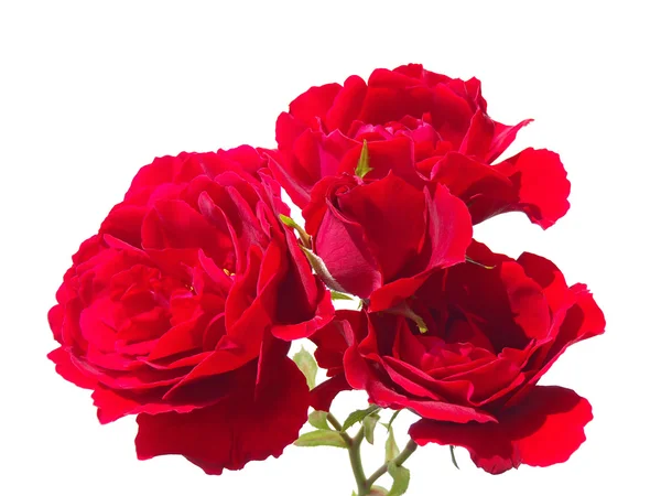 Red roses on a white background closeup — Stock Photo, Image