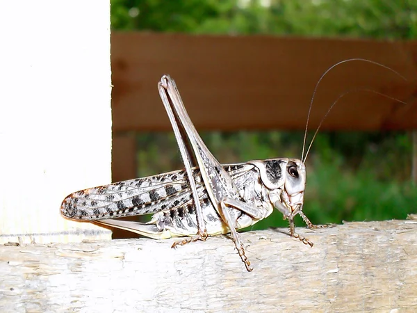 Locust close up. — Stock Photo, Image