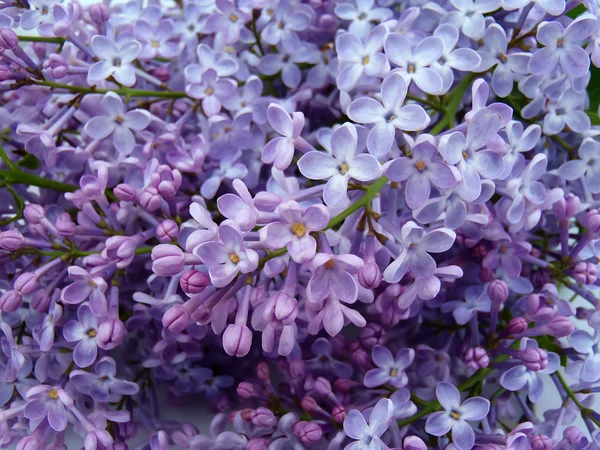 Blossoming lilac — Stock Photo, Image