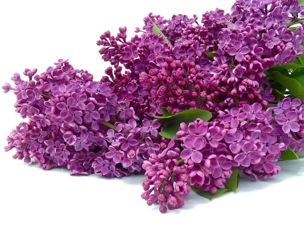 Beyaz arkaplanda leylak rengi bir dal