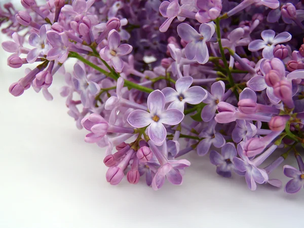 Ramo de lilás em um fundo branco — Fotografia de Stock