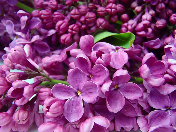 Lilas en fleurs gros plan — Photo