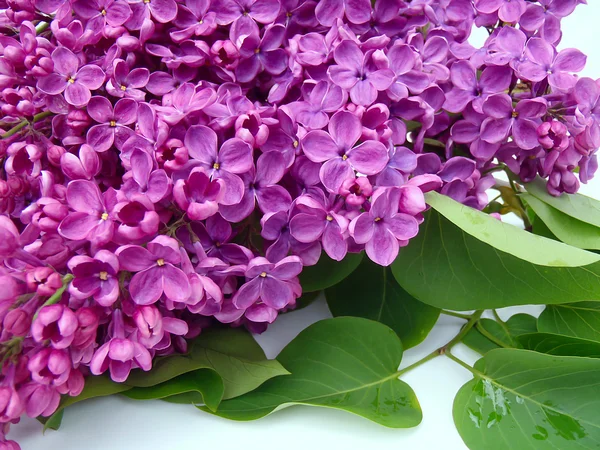 Lilac branch with green leaves — Stock Photo, Image